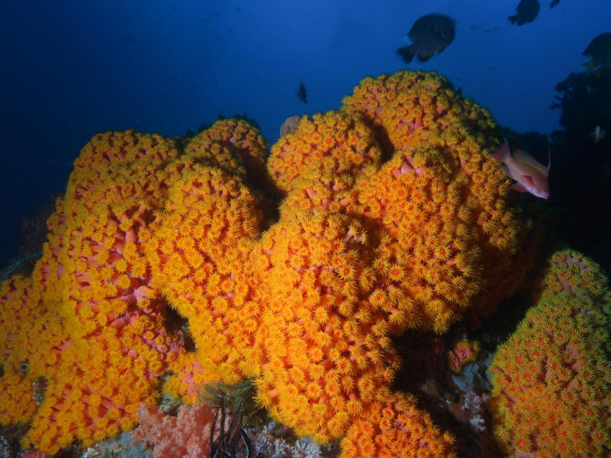 Blue Bay Divers Likupang Bangka Exterior foto